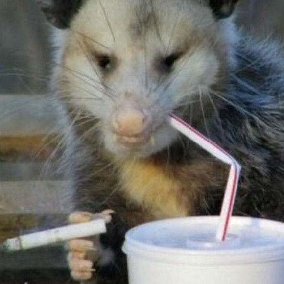 Meet your Posher, Makayla - Picture 1 of 1